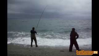 PESCA COL VIVO  leccia amia gigante dalla spiaggia [upl. by Swetlana]