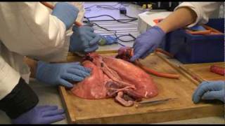 Biology  Lung Dissection  Preston College Ummer Rubani [upl. by Groscr]