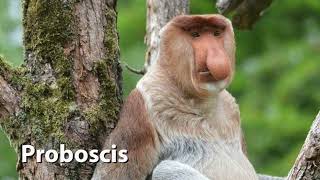 Proboscis Monkey Sounds [upl. by Iborian]