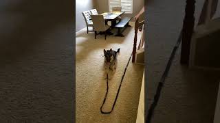 DOG TRAINING TIPS dog ddk9 dogtraining reels dogsofinstagram viralvideo dogbehavior viral [upl. by Yelkao726]