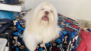 Así MANTENGO BLANCO y sin MANCHA el Pelo de mi Shih Tzu [upl. by Erlandson643]