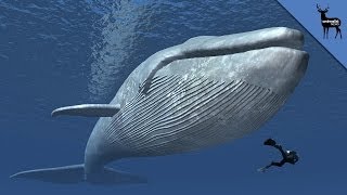 Why Are Whales So Big [upl. by Margareta]