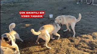 3 YABANCI KANGAL AZATI YIKAMADI  BOZİ GURCEYE BULAŞTI CANINI ZOR KURTARDI AZAT KAZAPI BOĞUYOR [upl. by Dollie]