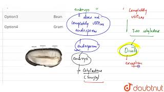 A dicot albuminous seed is [upl. by Egduj]