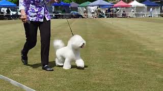 2024 Kyneton AG Show  Toy Dogs [upl. by Berman]