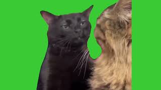 Cat Zoning Out Meme  Green Screen Meme [upl. by Rivard197]