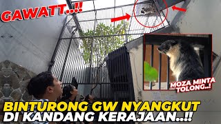 PADA GEMPOR BINTURONG GW NYANGKUT DI ATAS SETELAH MASUK DI KANDANG BARUNYA [upl. by Aver]