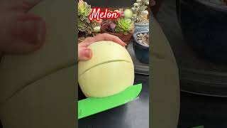 Melon Cutting 🍈😱 shorts fruit fruitcutting melon garden enjoy [upl. by Annij571]