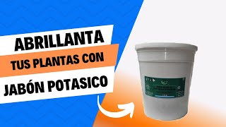 Aprende a abrillantar tus plantas con jabón potásico [upl. by Aytak]