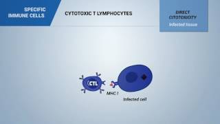 333  Cytotoxic T Lymphocytes [upl. by Jody862]