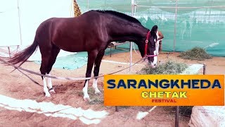 PANCHKALYAN  DEVMAAN MARWARI HORSE  CHETAK at SARANGKHEDA [upl. by Mathre]