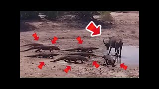 BÚFALO DE AGUA VS 7 DRAGON DE KOMODO 🐃🦎  25 Batallas De Animales Salvajes Grabadas Coyote vs Husky [upl. by Dde]