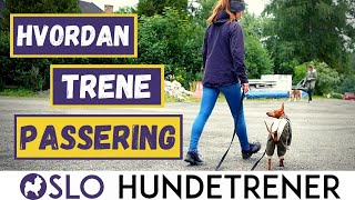 Passeringstrening Få en hund som følger deg i stedet for å dra bort til andre hundermennesker [upl. by Salocin]