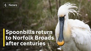 Spoonbills return to Norfolk Broads for first time in nearly 400 years [upl. by Nailil]