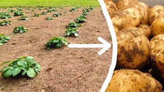 How To Grow Potatoes  The Complete Guide [upl. by Michey]