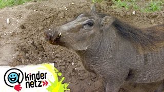 Warzenschweine  Schwein gehabt  OLIs Wilde Welt  SWR Kindernetz [upl. by Ardnad143]