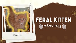 MEMORIES  Feral Kitten Taming Project successes [upl. by Thalia]