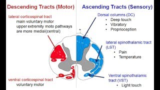 Spinal tracts Descending and Ascending  Spinal Cord Syndromes [upl. by Yhtimit]