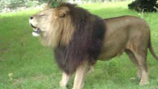 Lion roars while sniffing a tree [upl. by Chipman488]