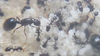 Monomorium minimum update 2 TONS of brood INSANE growth [upl. by Llemej232]