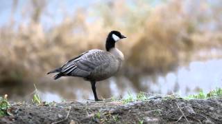 Cackling Goose Odd Behavior [upl. by Ninnahc574]