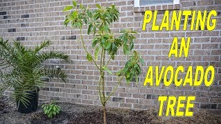 Planting Avocado Trees Important Things You Must Know [upl. by Lledyl]