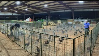 Thirteen arrested for illegal cockfighting in Rusk County [upl. by Sileray536]