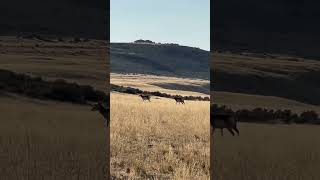 Pronghorn at Antelope Island Davis county Utah [upl. by Orion]