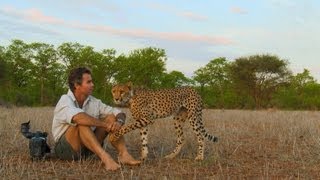 Living Among Cheetahs  Man Cheetah Wild [upl. by Gervais261]