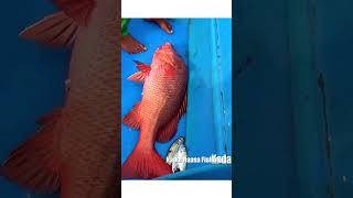 Mangrove Jack Fish Fishing in deep sea fishing fishingmethods fishingadventures justfishing [upl. by Aihsram]