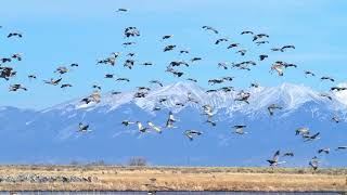 Monte Vista Colorado Sandhill Cranes Spring 2023 [upl. by Alberta]