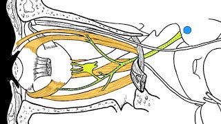 Cranial nerves III IV and VI [upl. by Esina]