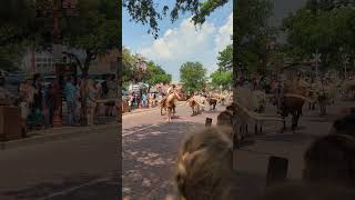 Fort Worth Stockyards Cattle Drive [upl. by Grega902]