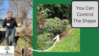 How to Prune Rosa Rugosa Quickly [upl. by Bonacci412]