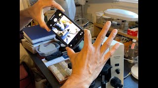 Smart Phone Photography with A Microscope [upl. by Adaval]