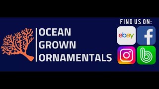 New Corals from ocean grown ornamentals [upl. by Stasny]