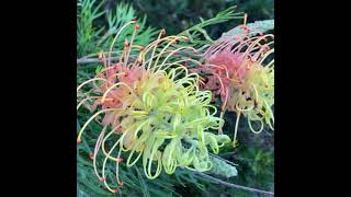 Grevillea Peaches and Cream [upl. by Ainet]