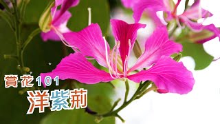 【賞花101】洋紫荊 【Appreciation of Flowers 101】Bauhinia × blakeana [upl. by Naivart714]