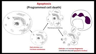 Body plan OCR A ALevel Biology Revision 611 Cellular control [upl. by Rosette]