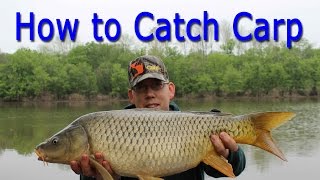 How to Catch Carp  for Beginners [upl. by Ogg681]