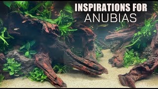 16 ANUBIAS Aquascape Inspirations🌱 [upl. by Inga]