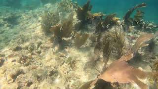 Elkhorn Coral at Pickles Reef [upl. by Ynnol]