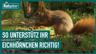 Fleißige Eichhörnchen So können wir die flinken Tiere unterstützen  Die Ratgeber [upl. by Ecylahs]