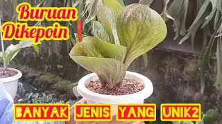 BURUAN DIKEPOIN‼️BANYAK JENIS TANAMAN HIAS YANG UNIK2 [upl. by Josselyn80]