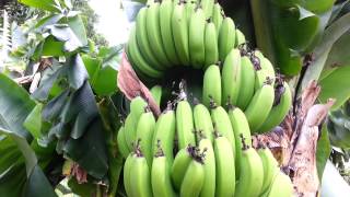 Musa Acuminata  Banana tree HD 01 [upl. by Htebirol]