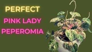 Pink Peperomia CARE Guide amp Soil To Leca For Beginners [upl. by Alleuqram222]