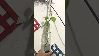 Easy plant hanging idea diyplantdecorideaytshortsrecycleideareuseideabottlearteasydiy [upl. by Thissa]