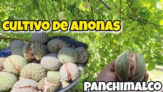 CULTIVO DE ANONAS EN CANTON LAS BARROSAS PANCHIMALCO [upl. by Yursa]