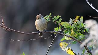 【野鳥】モズ 桶ヶ谷沼 Bullheaded shrike OMSYSTEM OMDS OM1 4K【birdwatching】 [upl. by Yrruc220]