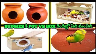 budgies కి pot vs box రెండిట్లో ఏది మంచిది  Which of the two is better for budgies pot vs box [upl. by Nnayd]